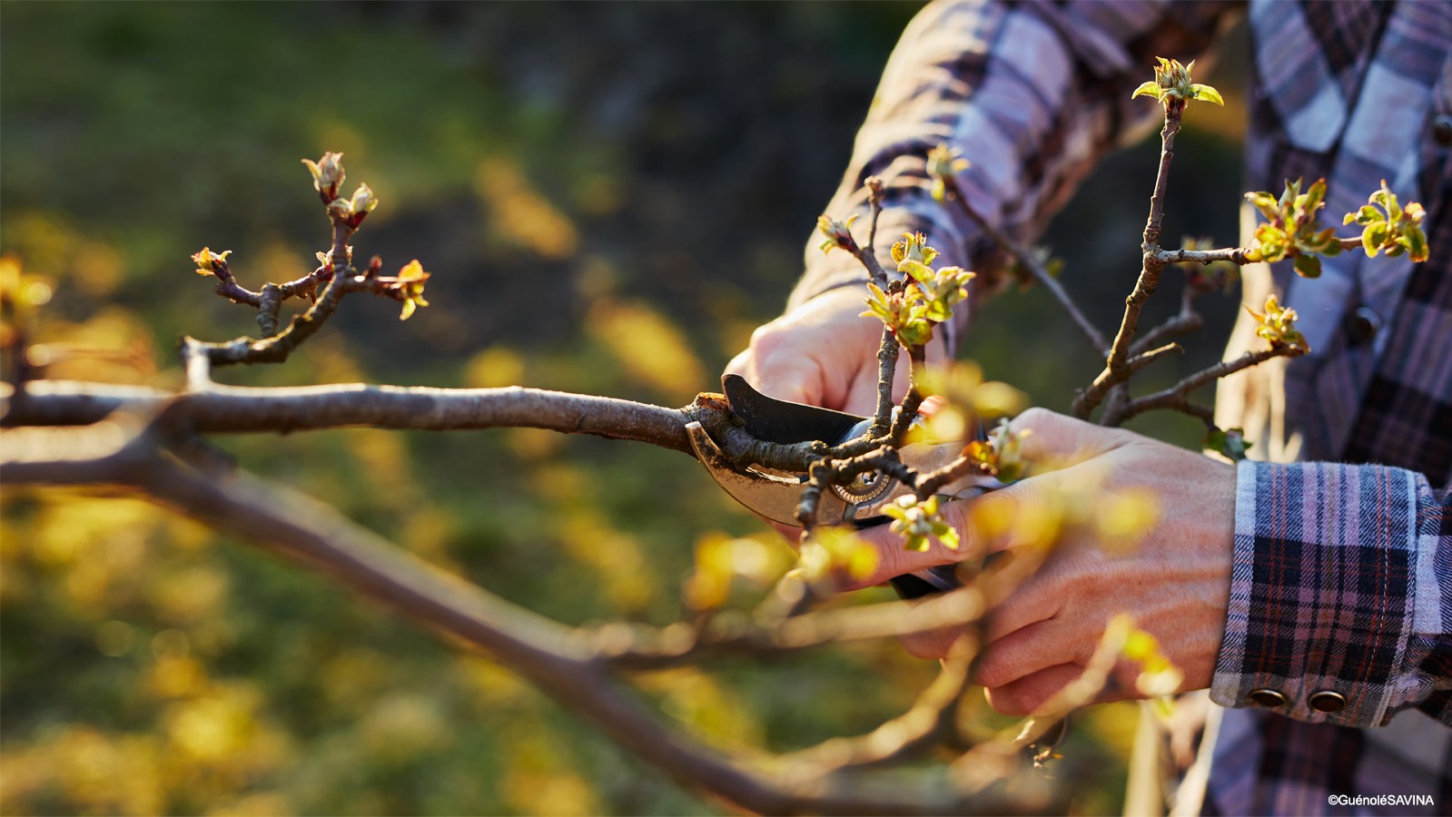 Comprendre la taille de formation des arbres, arbustes et lianes à fruit pour mieux produire et respecter le végétal